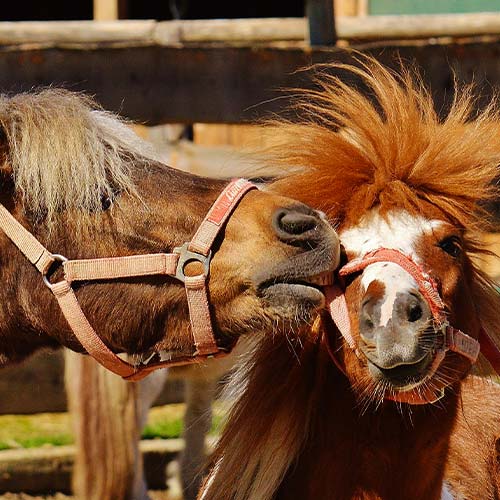 Chevaux & Poneys